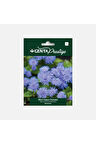 Firba Mavi Vapur Dumanı Çiçeği Tohumu, Vapur Çiçeği