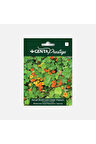 Çiçek Tohumu Karışık Renkli Latin Çiçeği
