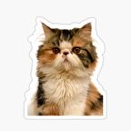 Cins Kedi İran Kedisi Araba Oto Sticker Etiket Renkli V5