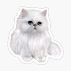 Cins Kedi İran Kedisi Araba Oto Sticker Etiket Renkli Z3