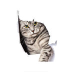 Kırık Cam Efekti Kedi Araba Oto Sticker Etiket z2
