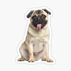 Pug Irkı Cinsi Köpek Sticker Araba Oto Yapıştırması 17CM B5