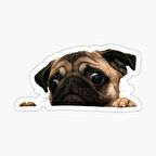 Pug Irkı Cinsi Köpek Sticker Araba Oto Yapıştırması 17CM N4