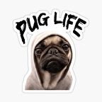 Pug Irkı Cinsi Köpek Sticker Araba Oto Yapıştırması 17CM N9