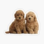 Puppy Yavrusu Köpek Sticker Araba Oto Yapıştırması 17CM A3