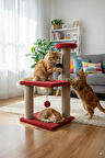 Catoys Katlı Yavru Kedi Tırmalama Tahtası Kırmızı