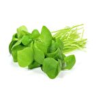 10000 adet Semiz Otu Tohumu 2.8 gram