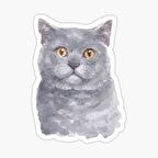 British Shorthair Kedi Araba Oto Sticker Yapıştırma Etiket 17CM z3