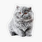 British Shorthair Kedi Araba Oto Sticker Yapıştırma Etiket 17CM z8