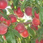 Tüplü Fidan Transvalia Şeftali Fiadanı