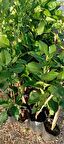 Ağaç kavunu şadok fidanı 2yaş 1m