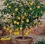 Tüplü aşılı yediveren limon fidanı  100/130cm