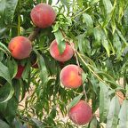 Tüplü Fidan Elegant Lady Şeftali Fidanı