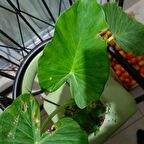 Anthurium alacasia fil kulağı ( 40/60 cm)