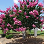 1 ADET Saksıda Pembe Çiçekli Oya Ağacı (BOY 1M)