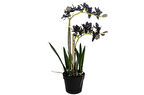 Mikasa Moor Mor Yapay Vanda Orkide 61cm
