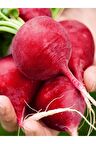 Doğal Kırmızı Iri Turp 100 Ad. Tohum