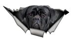 Cane Corso Araba Sticker Yapıştırması 20 Cm Arka Cam kırılma Efekti