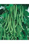 Ata Tohumu Yerli Sırık Fasulye Aslı 50 Adet Tohum