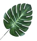 Yaprak Deve Tabani Arajman Çiçek ( 16x19 Cm ) 5 Adet