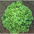 Bursa Tohum BT İri Kıvırcık Arapsaçı 25 gr