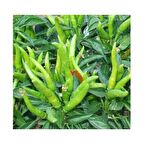 Bursa Tohum Bt Beşparmak 25 Gr