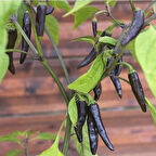 Siyah Uzun Acı Biber Tohumu (15 Tohum)