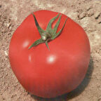 Bol Verimli Bt 720 F1 Oturak Hibrit Domates Tohumu (10 Tohum)