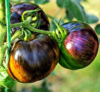 Cosmic Eclipse Etli Dilimli Domates Tohumu (15 Tohum)