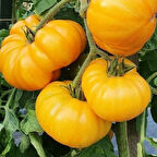 Big Yellow Sarı Domates Tohumu (15 Tohum)