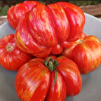 Çizgili Striped Cavern Domates Tohumu (15 Tohum)