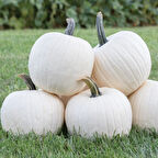 rrison Beyaz Kavuk Balkabağı Tohumu (5 Tohum)