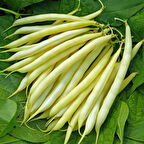 Hanımteni Çağlayan Sırık Turşuluk Beyaz Doğal Fasulye Tohumu (20 Tohum)