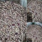 Anadolu Ata Tohum Artvin Kara Sırık Barbunya Tohumu (10 Tohum)