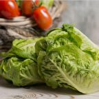 Geleneksel Tohum Doğal Sugar Leof Şeker Marul Tohumu (100 Tohum)