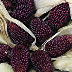 Strawberry Çilek Mısırı Tohumu (10 Tohum)