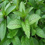 Doğal Geleneksel Kokulu Anadolu Nanesi Tohumu (100 Tohum)