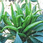 Doğal Five Finger Acı Süs Biberi Tohumu (70 Tohum)