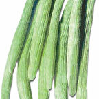 Geleneksel Uzun Anadolu 106 Acur Tohumu (20 Tohum)