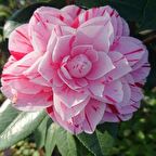 Tüplü Pembe Çiçekli  Kamelya Fidanı