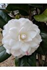 Beyaz  Kamelya Fidanı