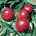 Tüplü Fidan Big Top Nektarin Fidanı