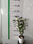 Dendrobium nobile Orkide