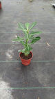 Adenium Obesum ( Desert Rose, Çöl Gülü ) 20 cm