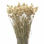 Kuru Çiçek Doğal Kuş Otu Ham Renk 40-50gram 1. Kalite Şoklanmış Bozulmaz