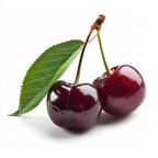 Bodur Vişne fidanı 1-2 yaş arası saksılı