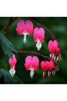 Nadir Kanayan Kalpler Dicentra Çiçeği Tohumu 5 Adet Tohum