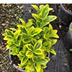 Tüplü Gold Taflan Çiçeği Boy 35-55cm