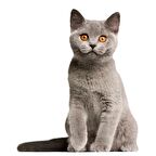 Gri British Shorthair Siyam Kedisi 18 CM Araba Sticker z1