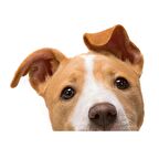 Terrier Sevimli Köpek Sticker Yapıştırma 18cm Model8